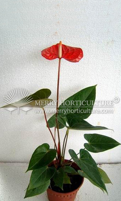 Anthurium ambition
